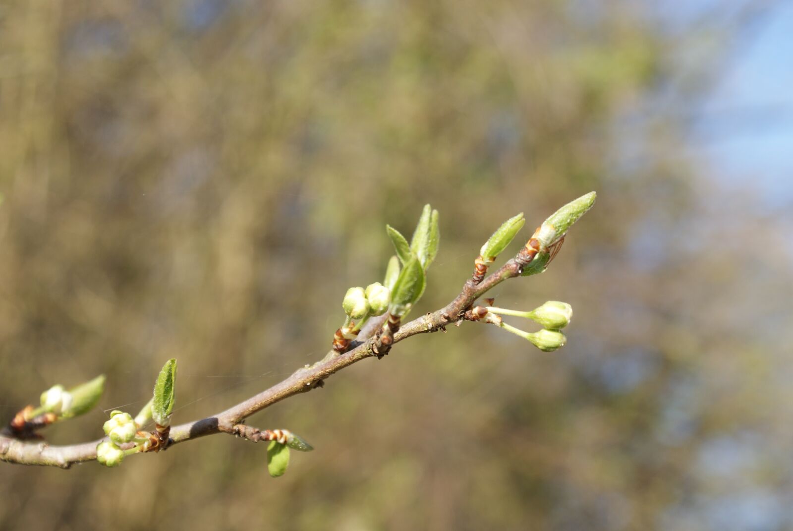 Sony Alpha DSLR-A200 sample photo. Buds, nature, spring photography