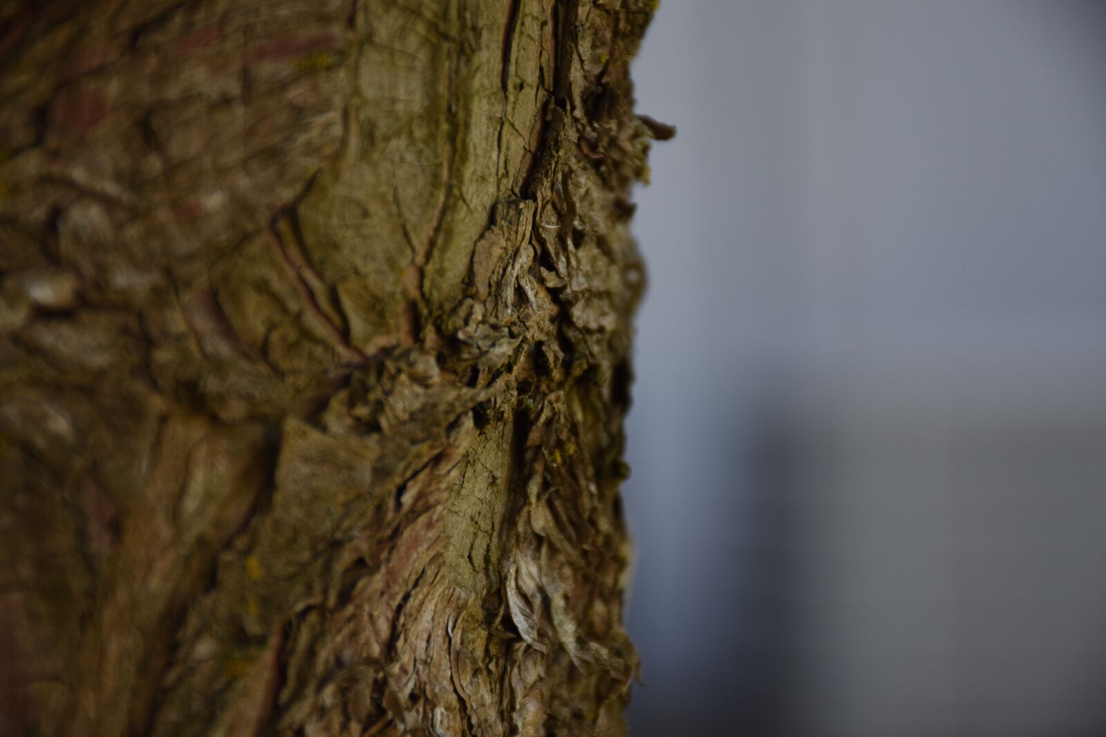 Nikon D7200 sample photo. Tree, old, wood photography