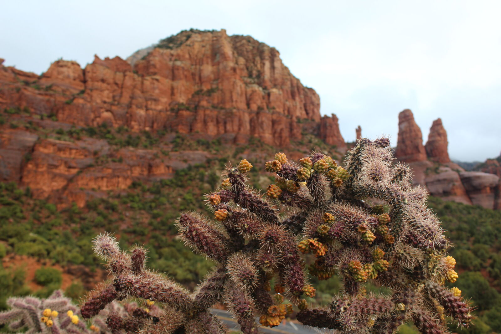 Canon EOS 1200D (EOS Rebel T5 / EOS Kiss X70 / EOS Hi) sample photo. Cactus, desert, rock, rock photography