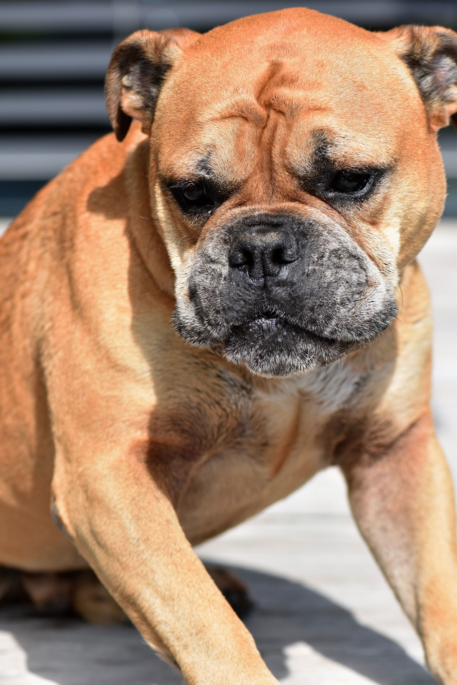 Nikon D5500 sample photo. Dog, animal, continental bulldog photography