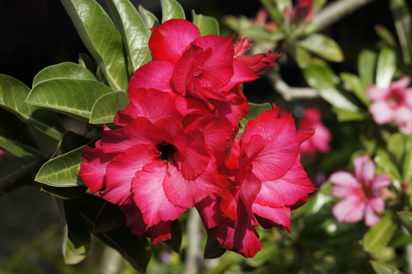 Sony Alpha NEX-5N + E 60mm F2.8 sample photo. Flower, desert rose, tropical photography