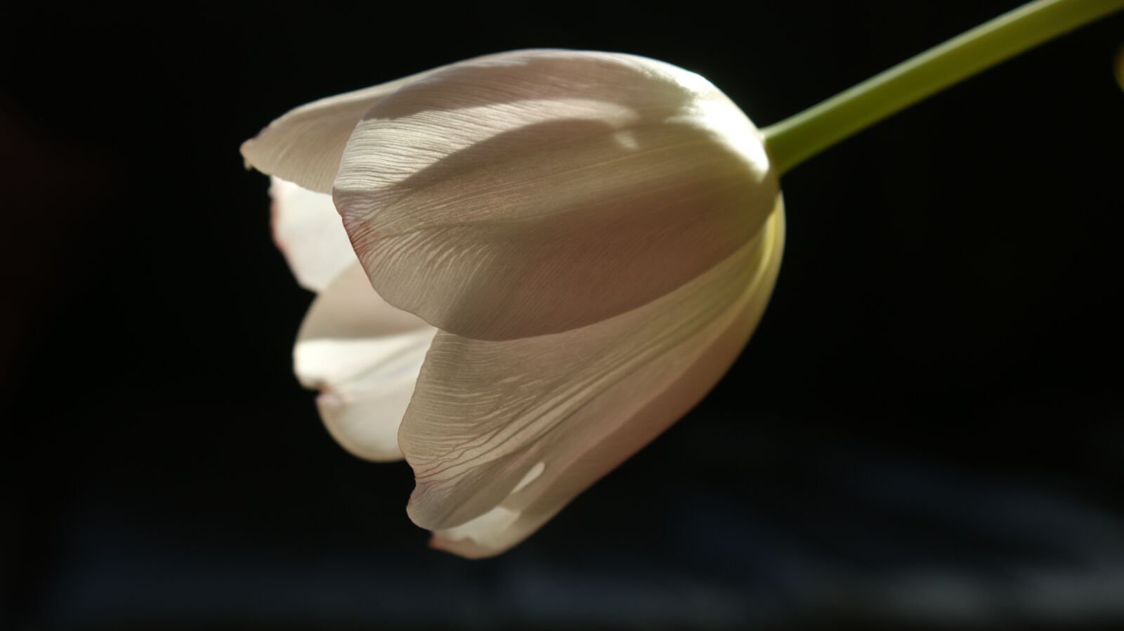 Sony Alpha DSLR-A350 sample photo. Tulip, flower, white photography
