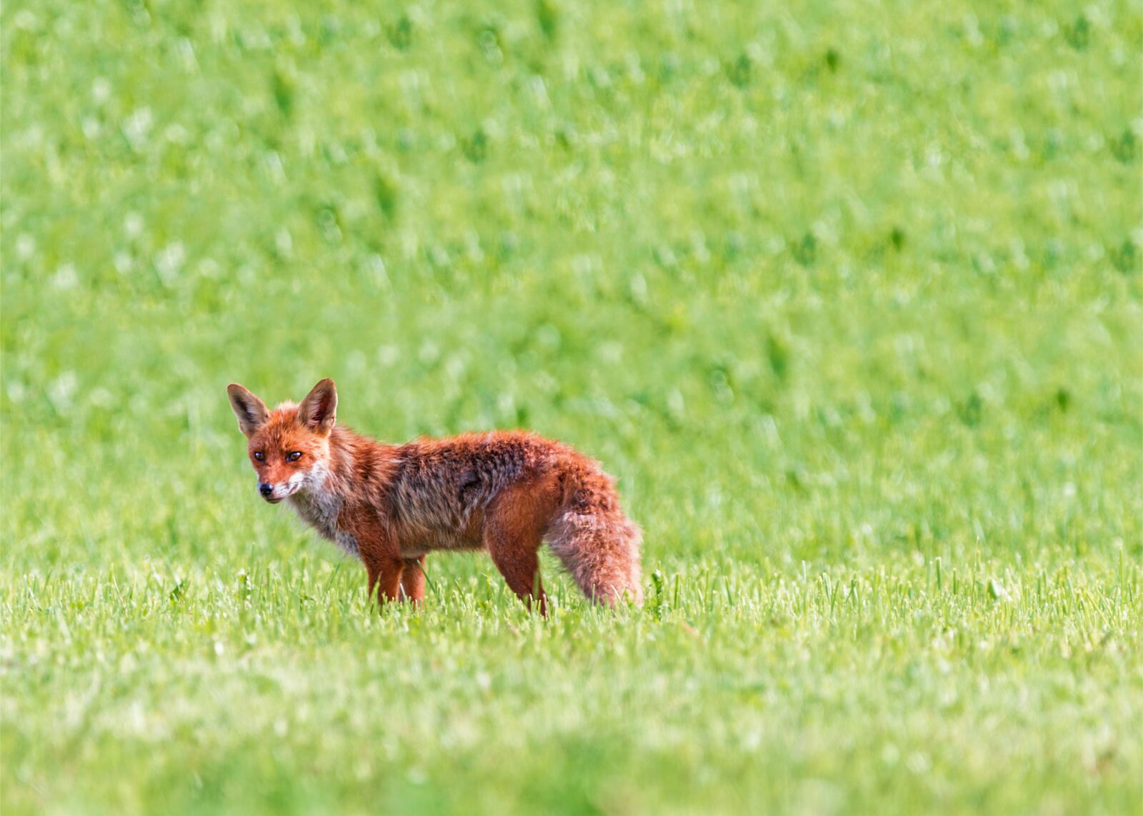 150-600mm F5-6.3 DG OS HSM | Contemporary 015 sample photo. Fuchs, red fox, little photography