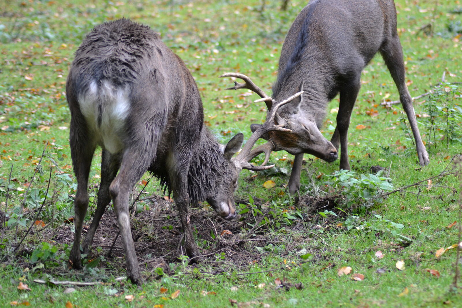 Nikon D3100 sample photo. 2, reindeer, on, grass, field photography