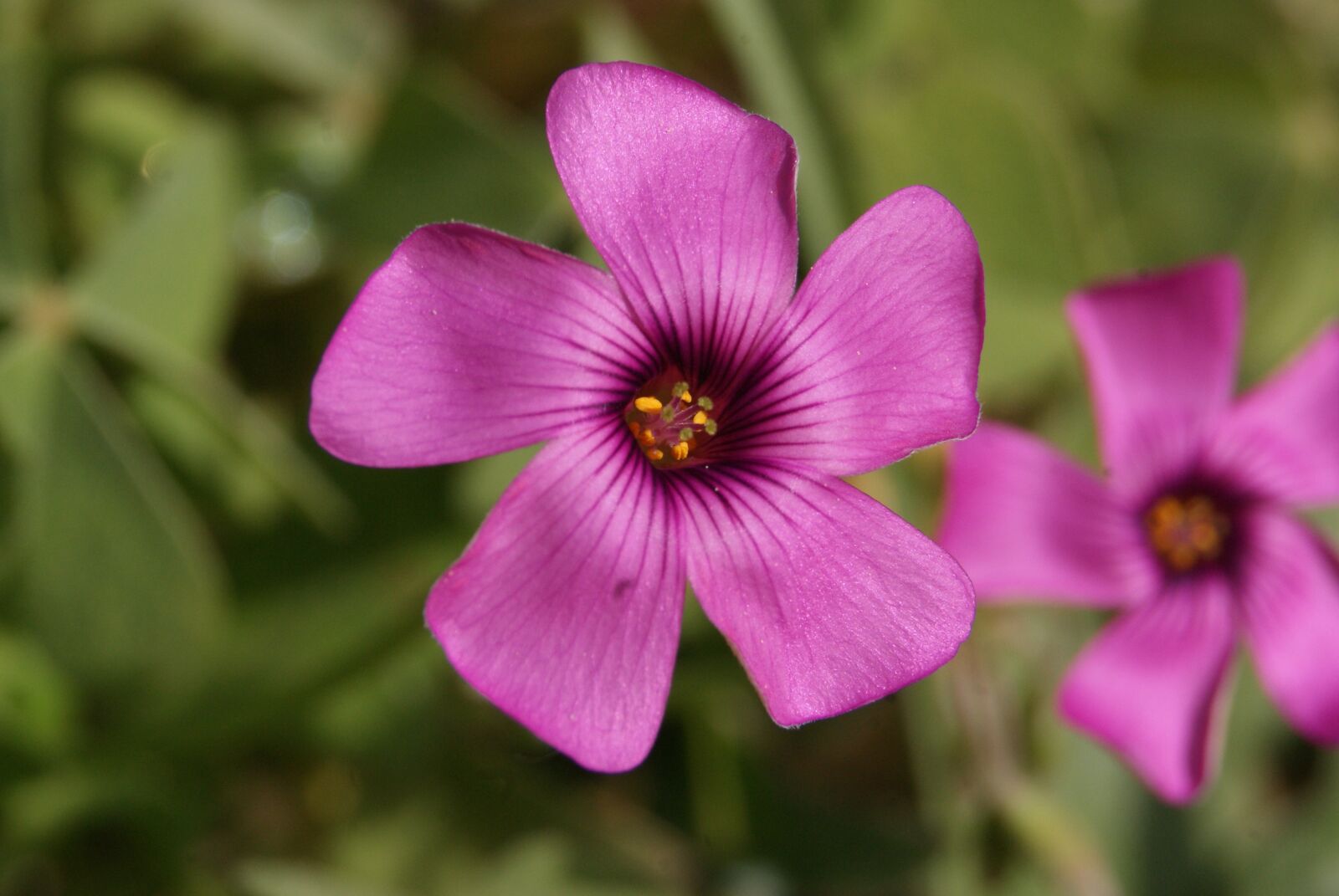 Sony Alpha DSLR-A230 sample photo. Purple, flower, star photography