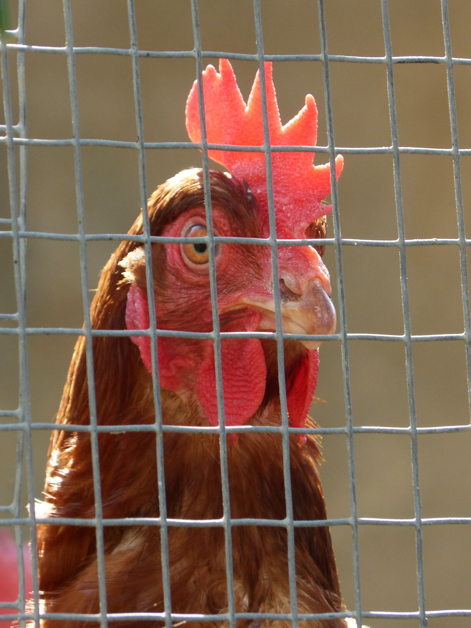 Panasonic DMC-FZ62 sample photo. Hen, poultry, captivity photography
