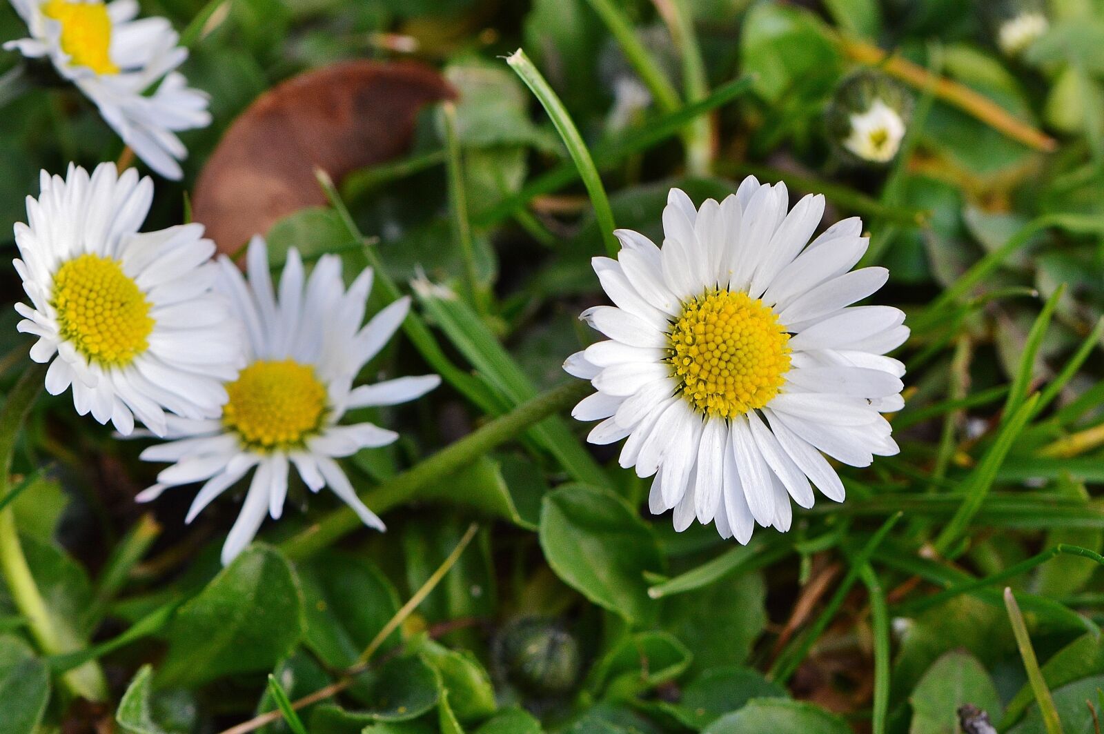 Nikon D3200 sample photo. Spring meadow, wildflowers, daisy photography