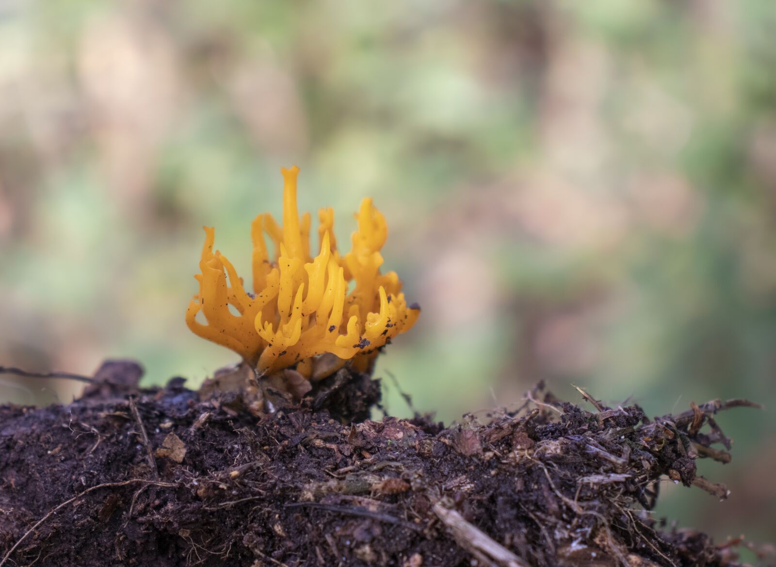 Canon EOS 800D (EOS Rebel T7i / EOS Kiss X9i) sample photo. Mushrooms, fungus, nature photography