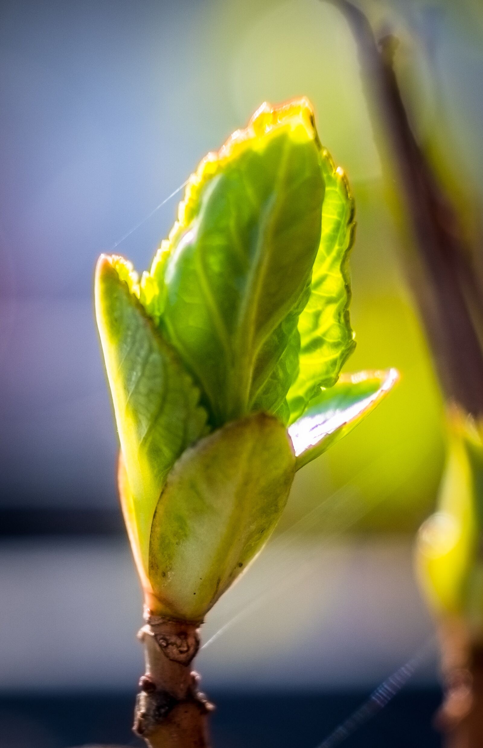 Fujifilm XF 16-55mm F2.8 R LM WR sample photo. Leaf, growth, nature photography