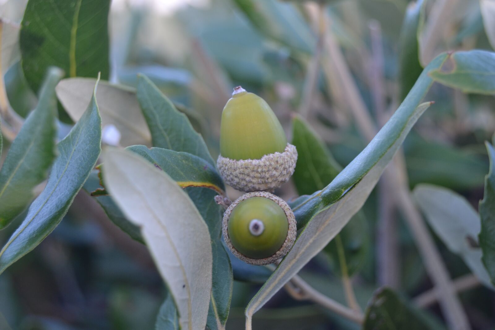 Nikon D3100 sample photo. Acorn, holm, oak photography