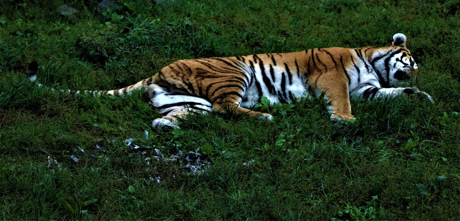 Canon EOS 760D (EOS Rebel T6s / EOS 8000D) sample photo. Tiger sleeping, predator, stripes photography