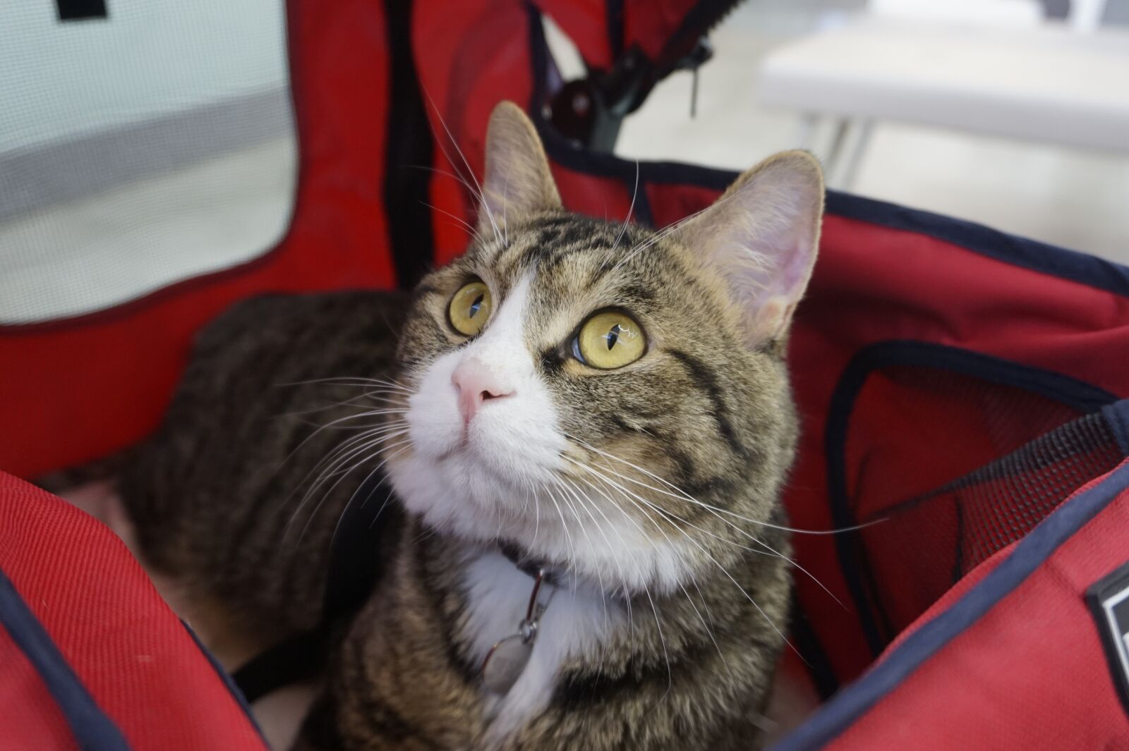 Sony Alpha a5000 (ILCE 5000) sample photo. Cat, stroller, cute photography