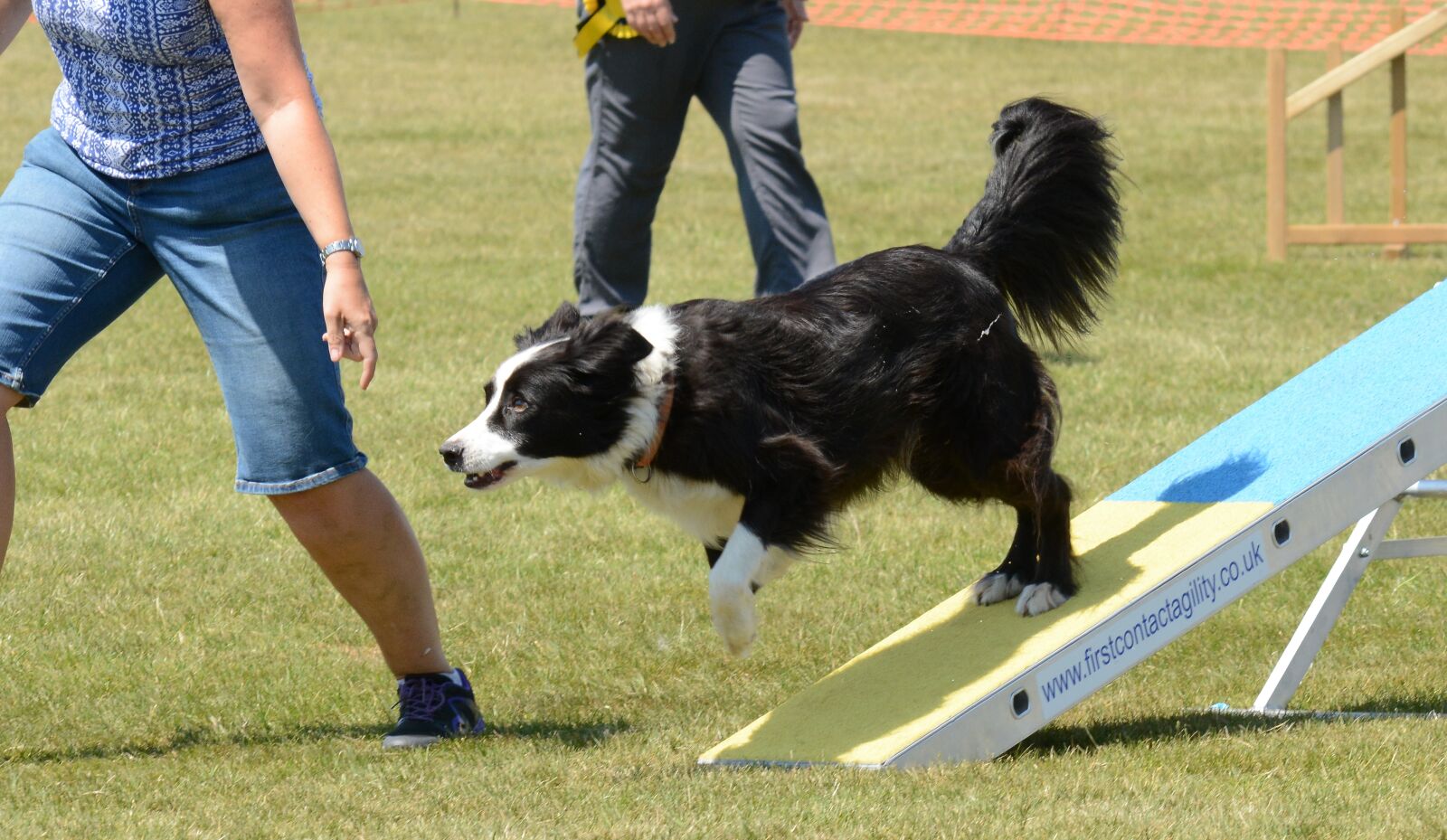 Nikon D7100 sample photo. Dog, agility, fitness photography