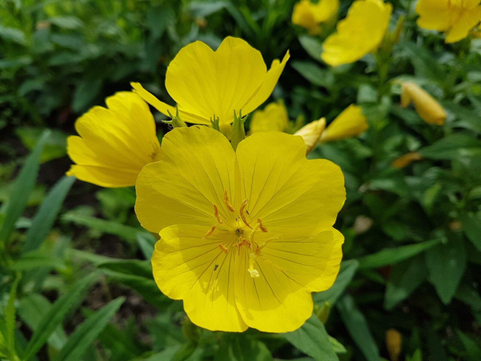 Samsung Galaxy S7 Edge sample photo. Yellow, flower, plant photography
