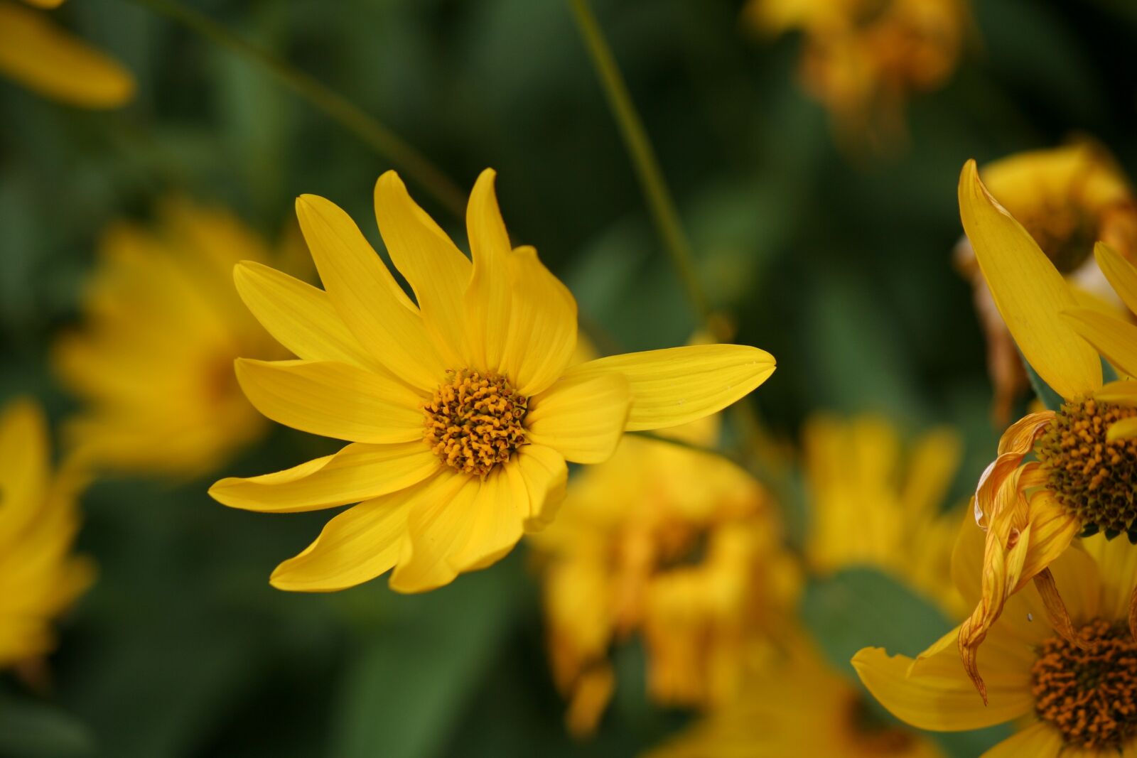 Canon EOS 350D (EOS Digital Rebel XT / EOS Kiss Digital N) sample photo. Flowers, yellow, nature photography