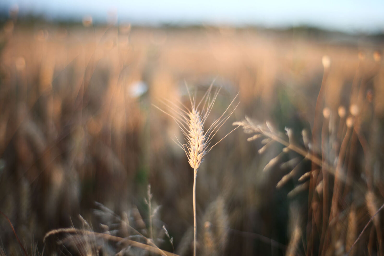 Canon EOS 5D Mark II sample photo