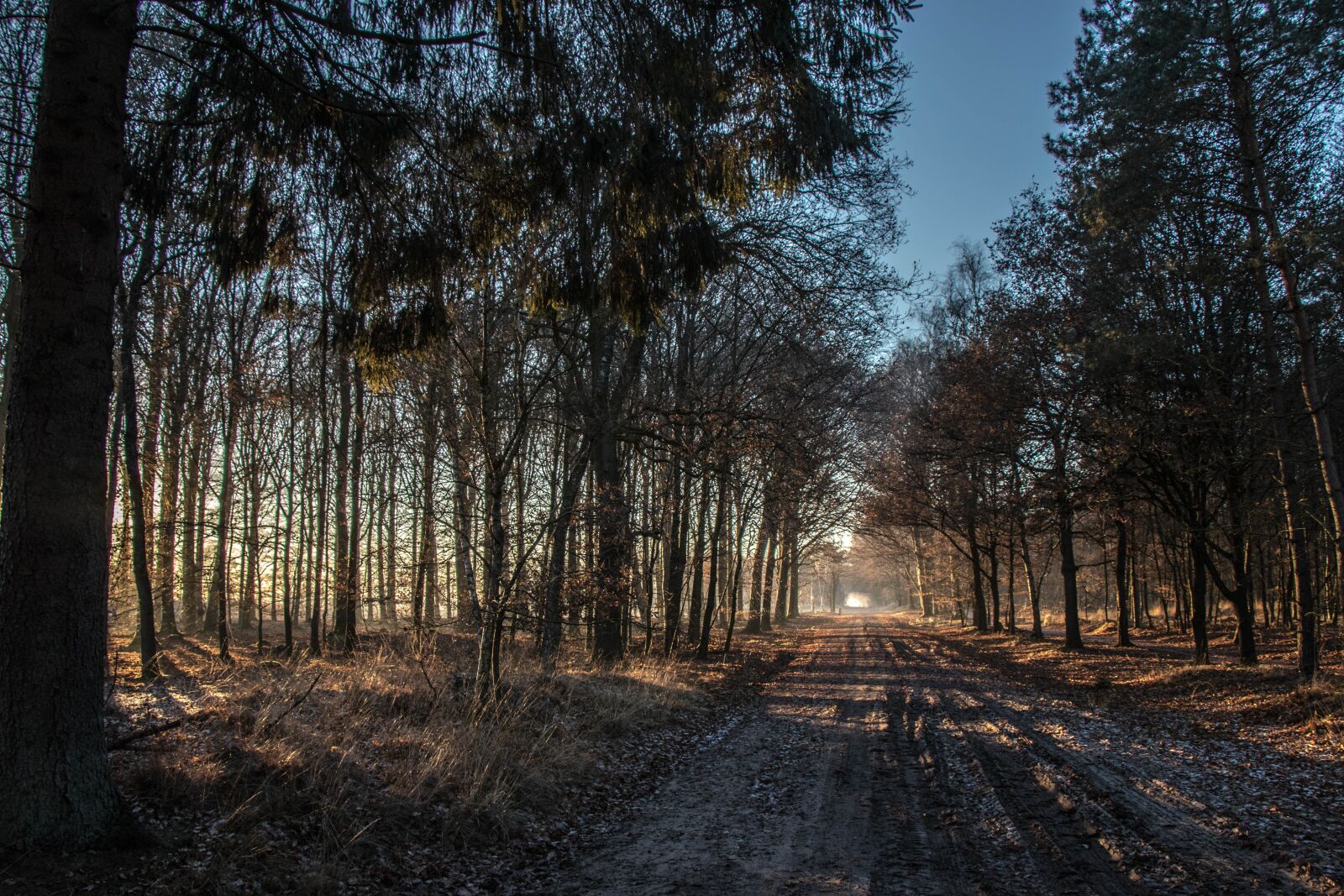 Canon EOS 80D sample photo. Evening, landscape, trees photography