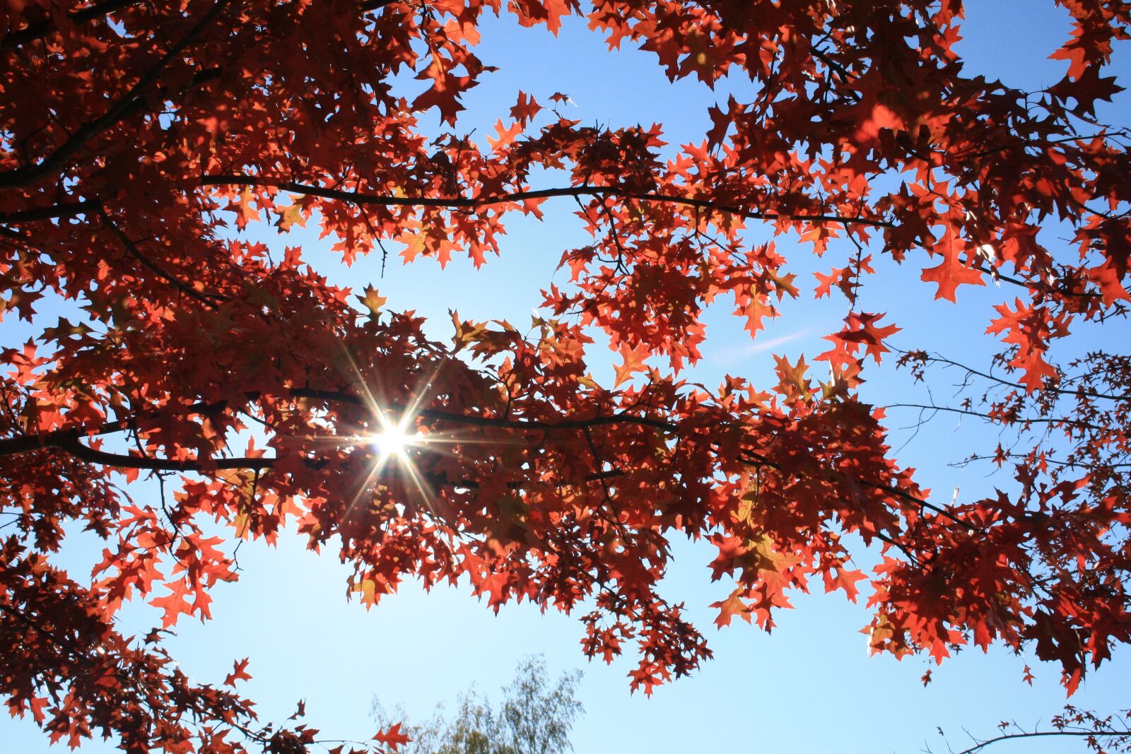 Canon EOS 1000D (EOS Digital Rebel XS / EOS Kiss F) sample photo. Sky, blue, autumn photography