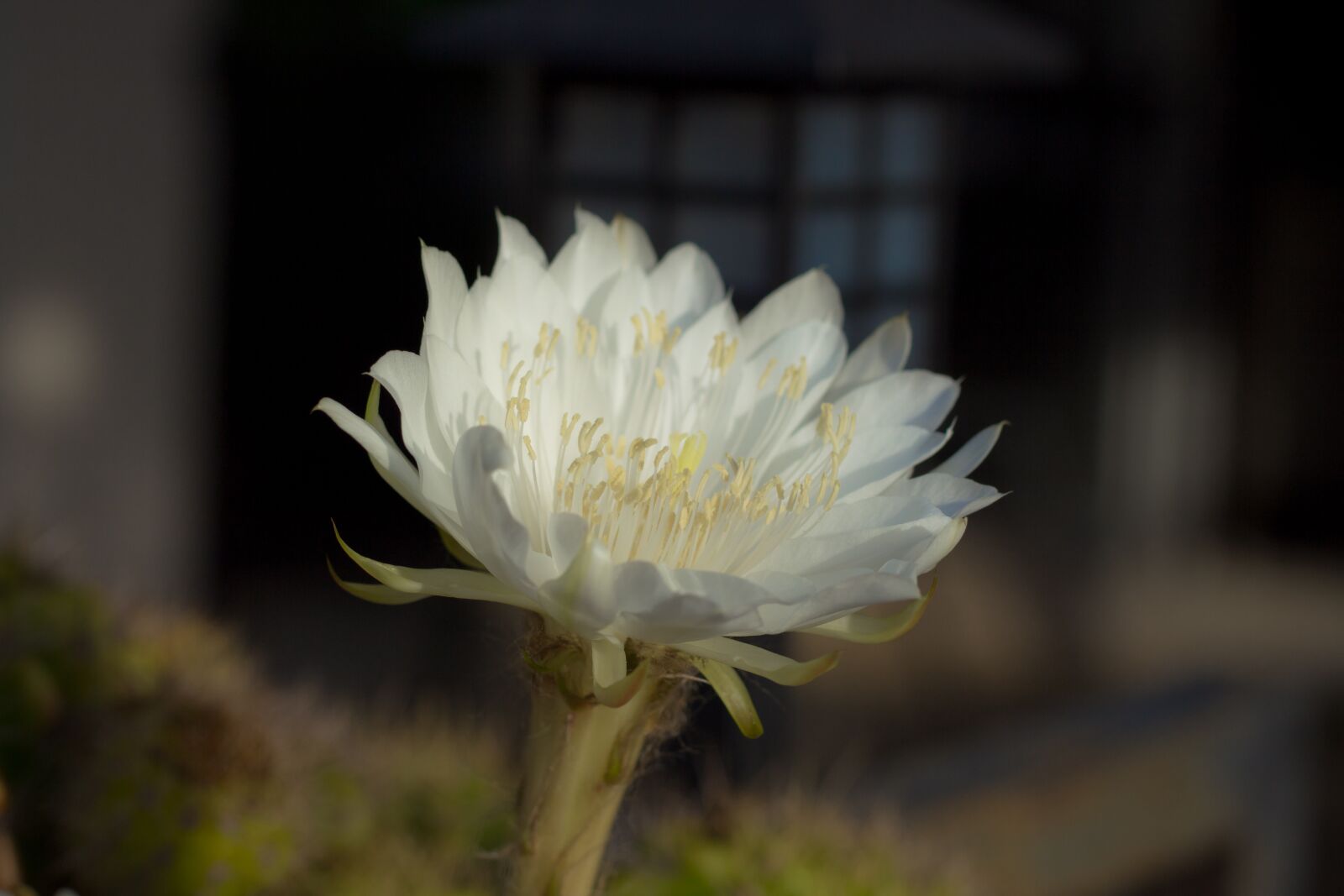 Canon EOS 700D (EOS Rebel T5i / EOS Kiss X7i) + Canon EF 50mm F1.8 STM sample photo. Flower, white, cantus photography
