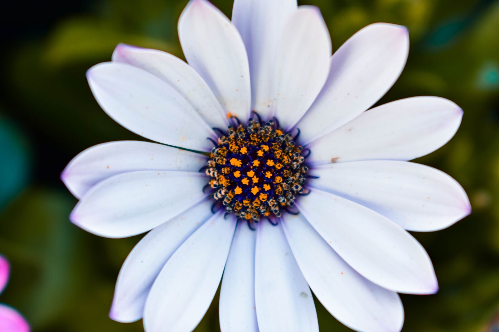 Nikon D3400 sample photo. Flower, spring, nectar photography