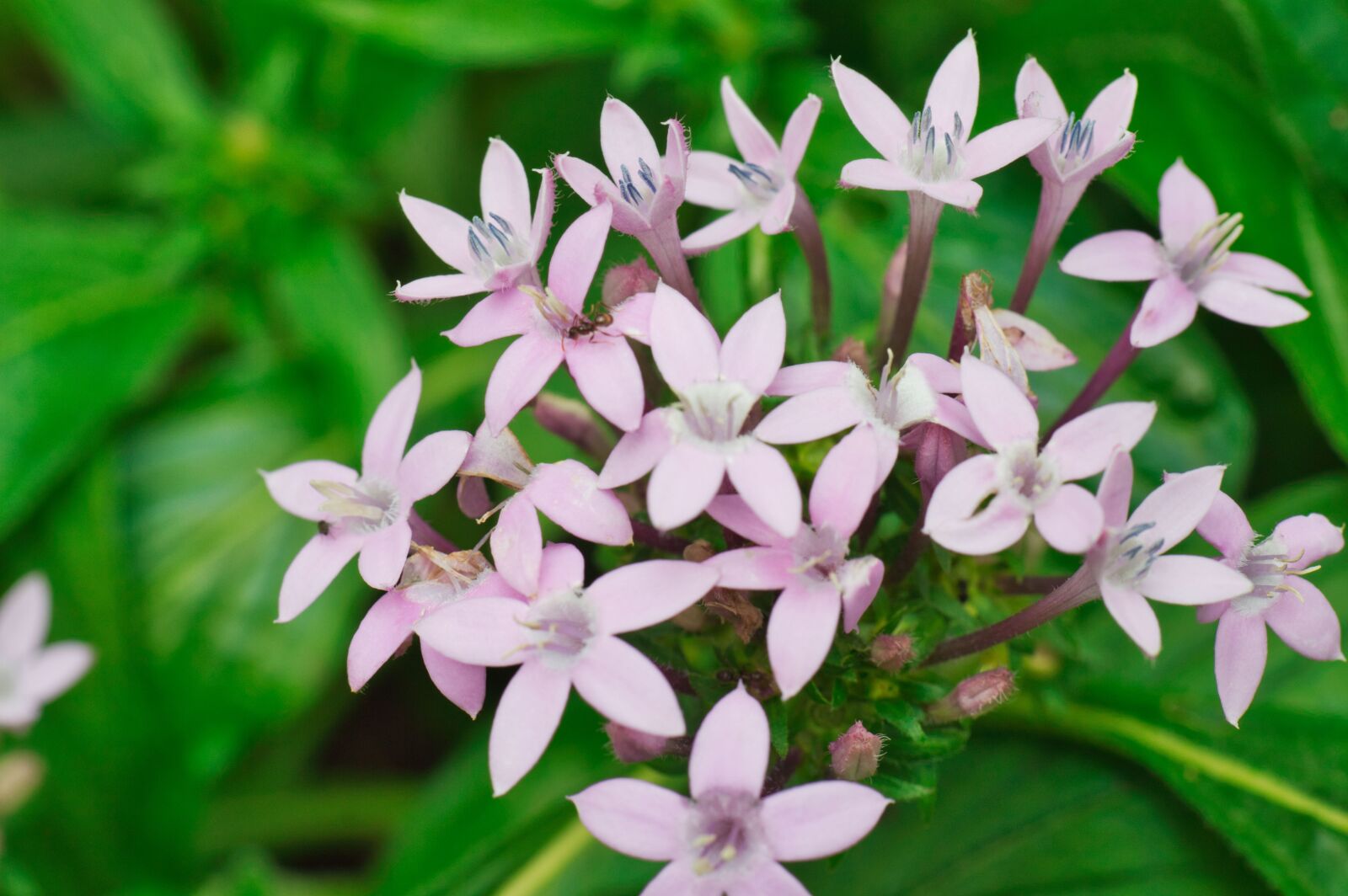 Nikon D3200 sample photo. Flowers, petals, leaves photography
