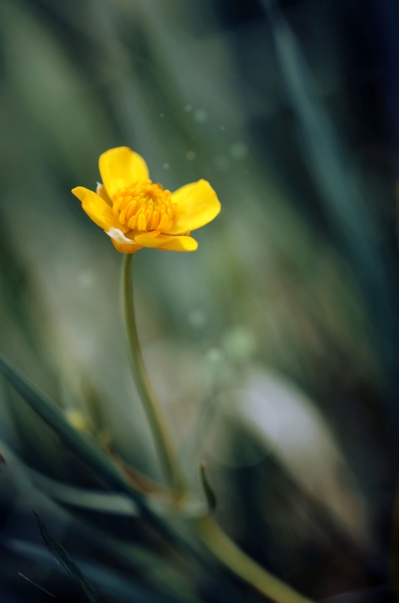 Nikon D5100 sample photo. Ranunculus, wildflower, field photography