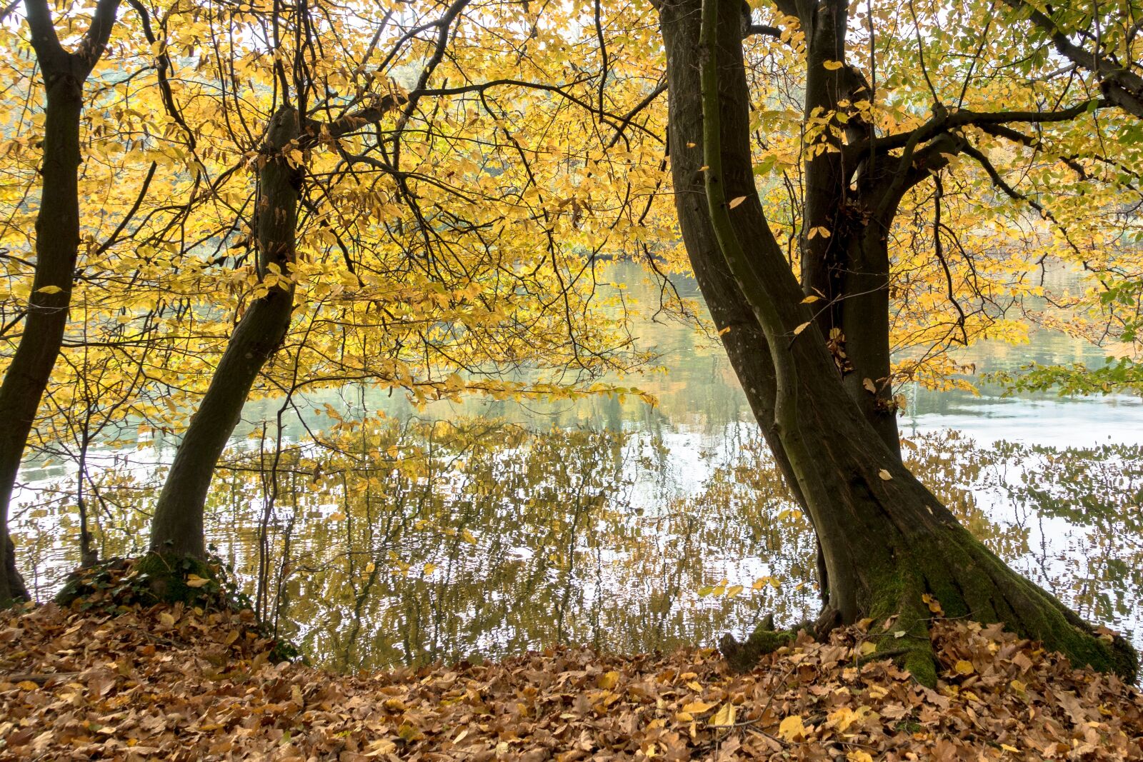 Sony Cyber-shot DSC-RX100 III sample photo. Autumn, on the river photography