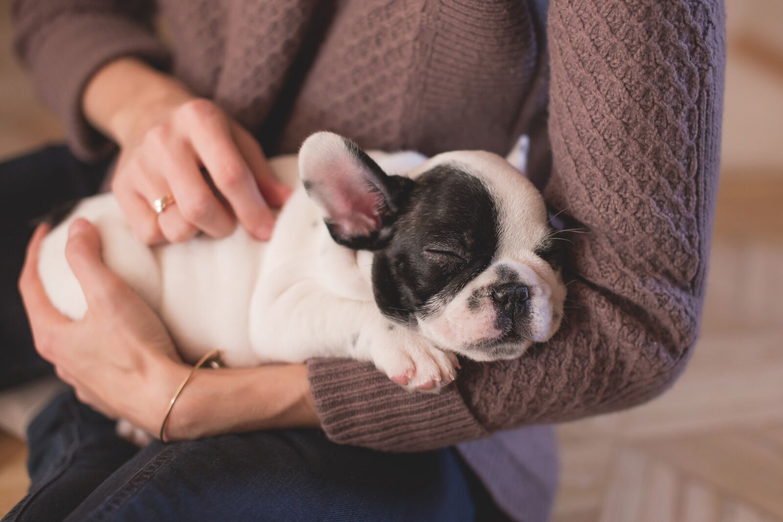 Canon EOS 6D sample photo. Animal, bulldog, canine photography