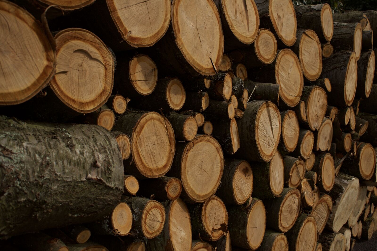 Nikon D5300 sample photo. Wood, tribe, trunks photography