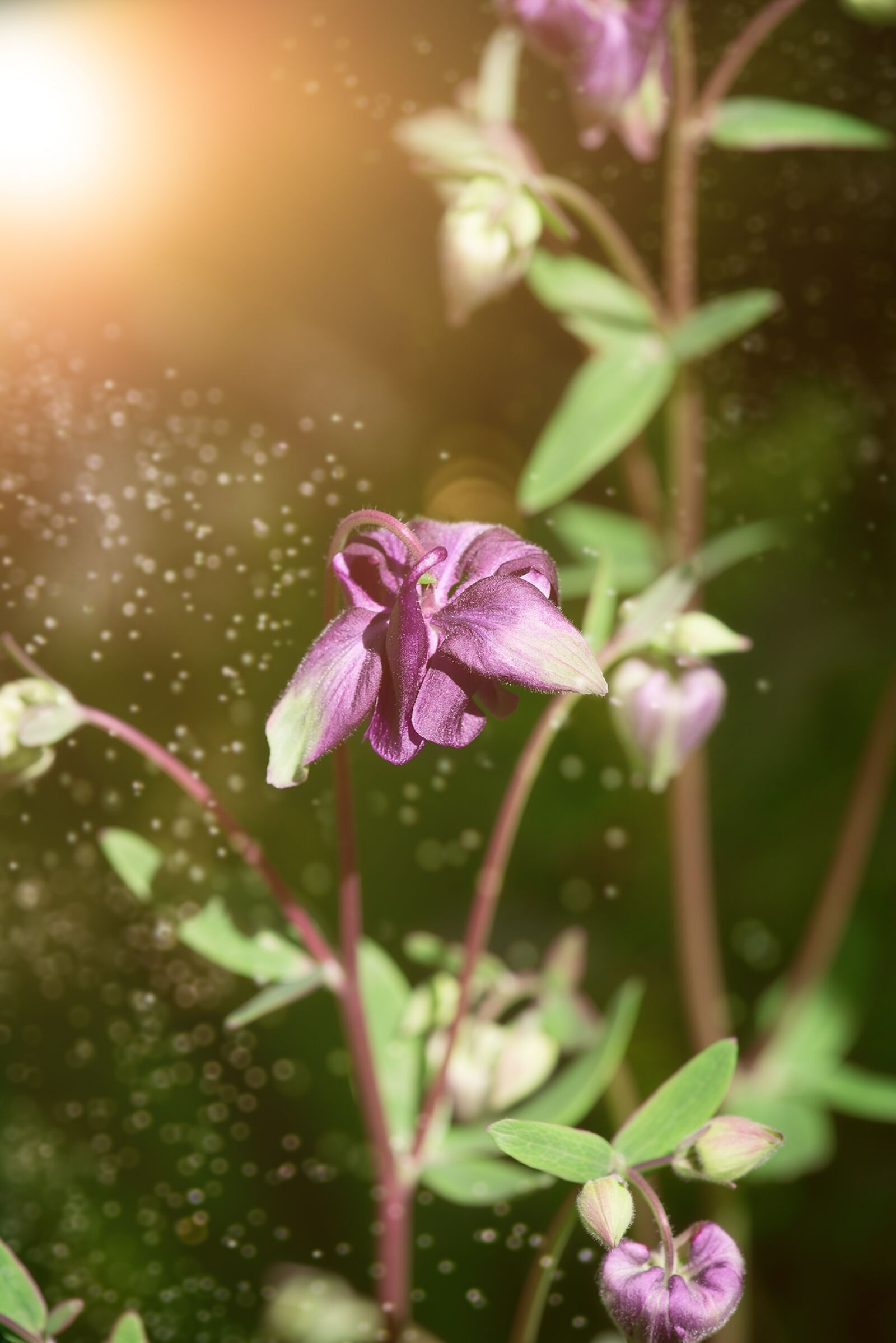Nikon D750 sample photo. Columbine, flower, blossom photography