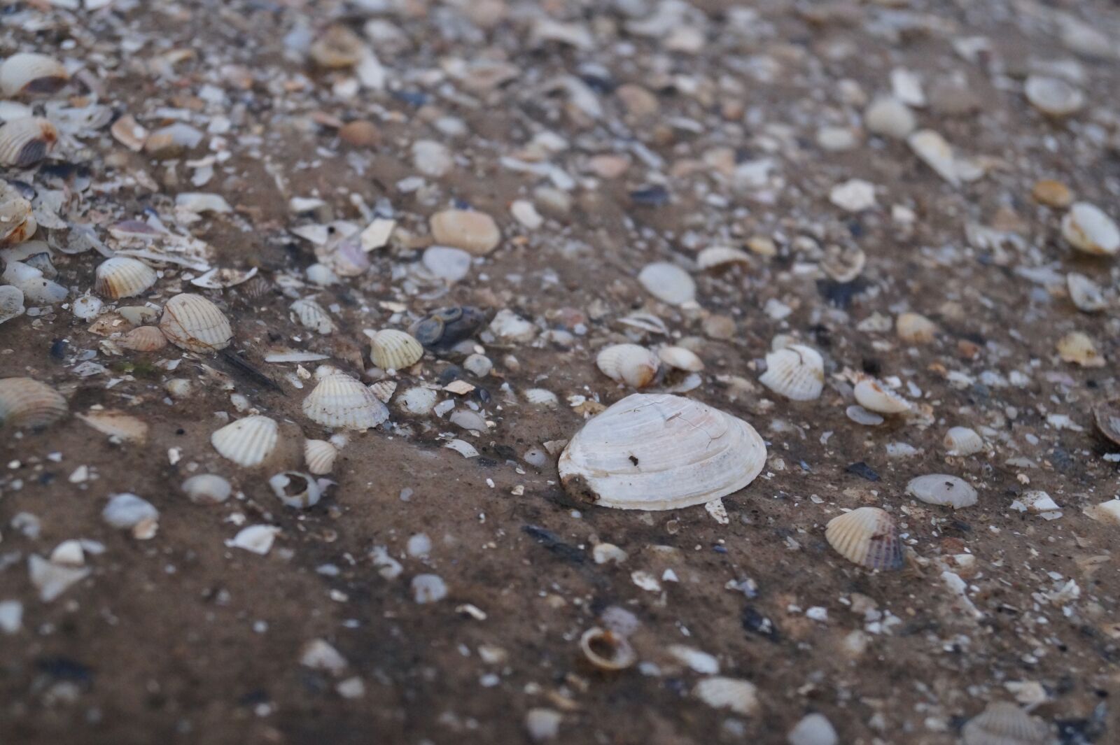 Sony DT 18-55mm F3.5-5.6 SAM II sample photo. Marzena, seashell, sea photography