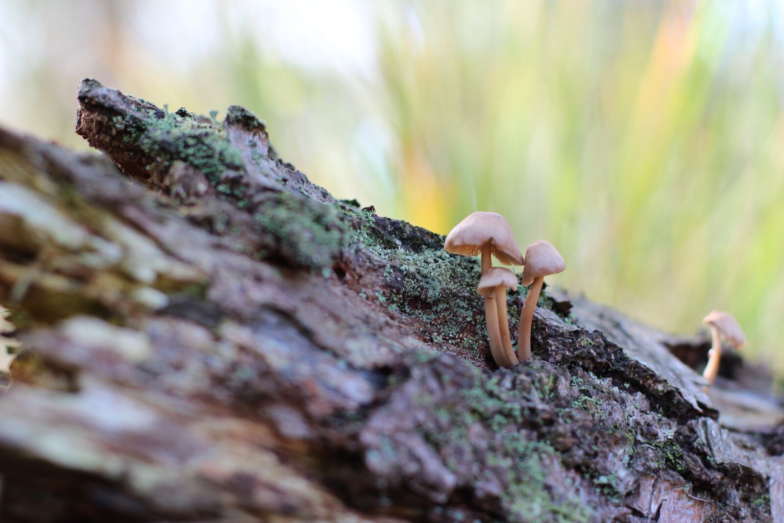 Canon EOS 600D (Rebel EOS T3i / EOS Kiss X5) + Canon EF 50mm F1.4 USM sample photo. Log, mushrooms, forest floor photography