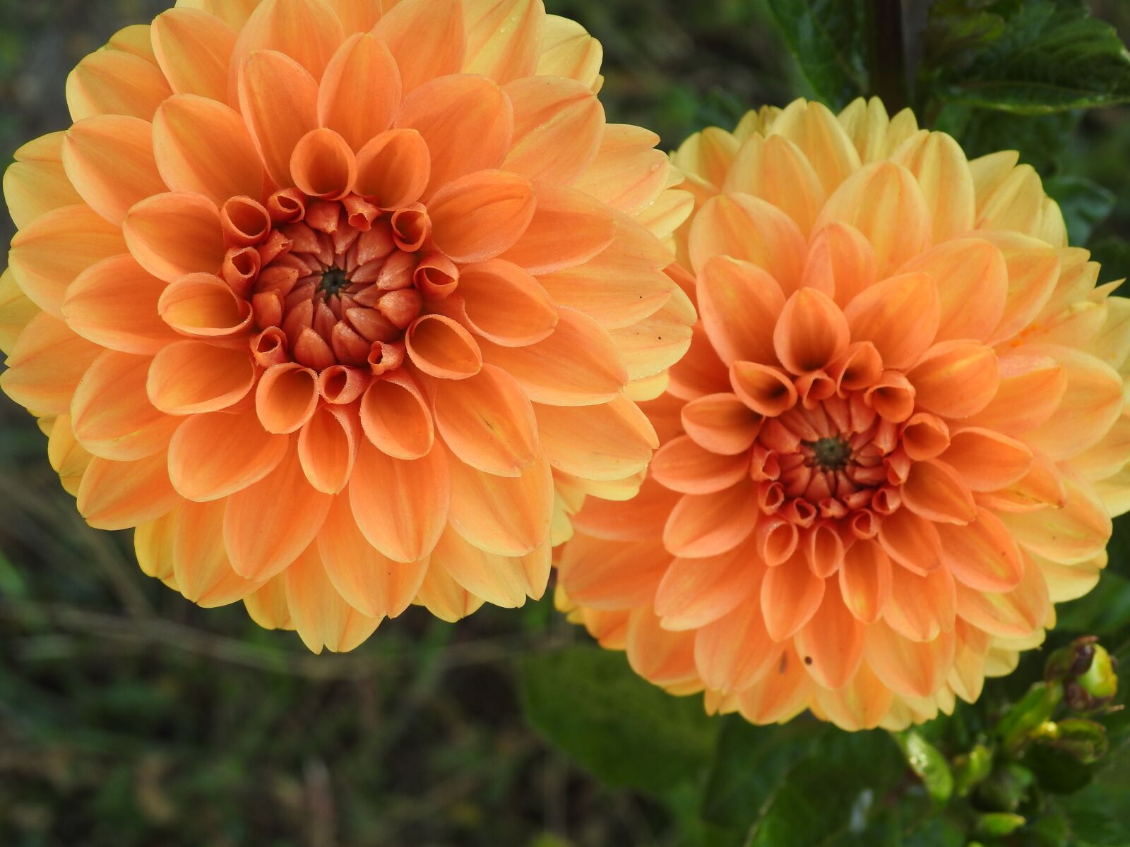 Nikon Coolpix P900 sample photo. Dahlia, flower, orange photography