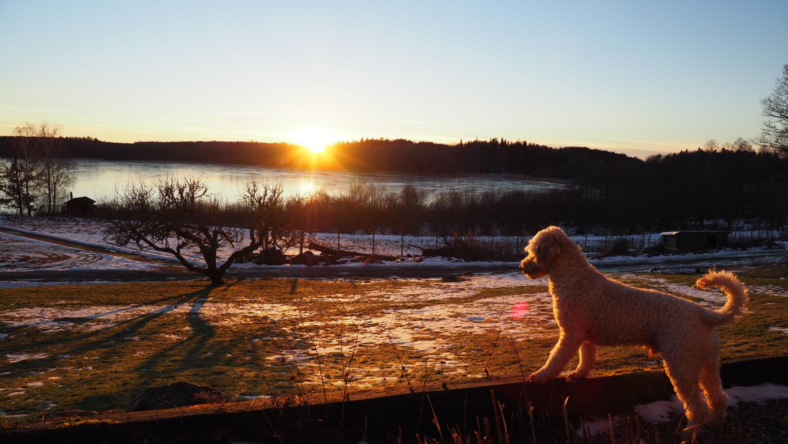Olympus M.Zuiko Digital ED 12-100mm F4.0 IS Pro sample photo. Poodle, sunset, landscapes photography