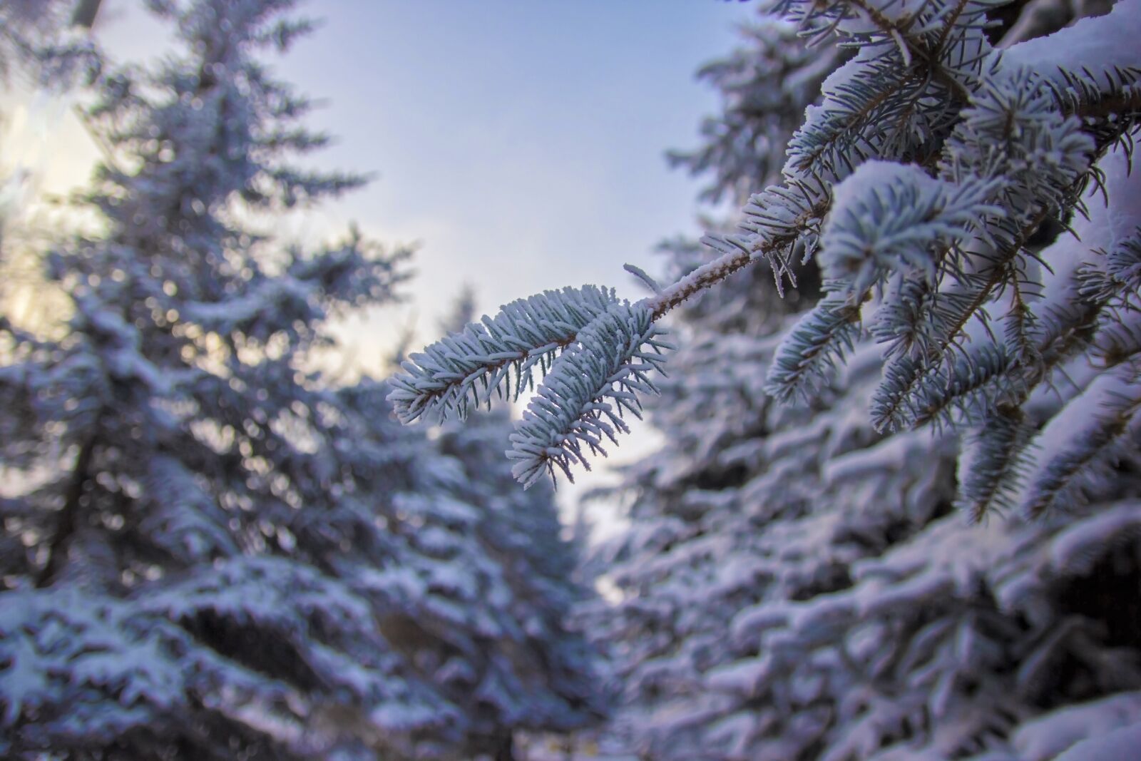 Canon EOS 550D (EOS Rebel T2i / EOS Kiss X4) sample photo. Winter, leann, park photography