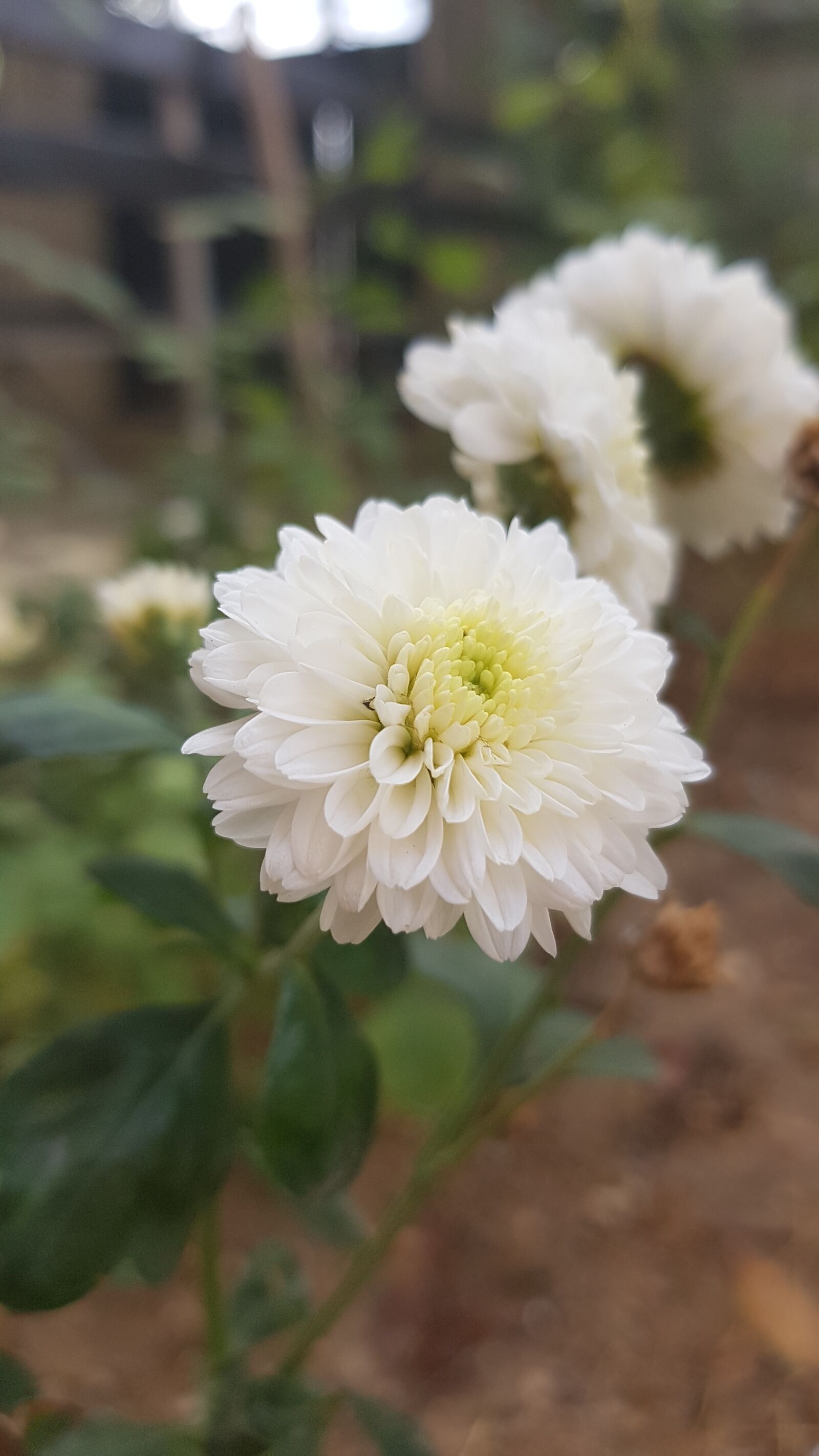 Samsung Galaxy S7 Edge sample photo. Flower, daisy, november flower photography