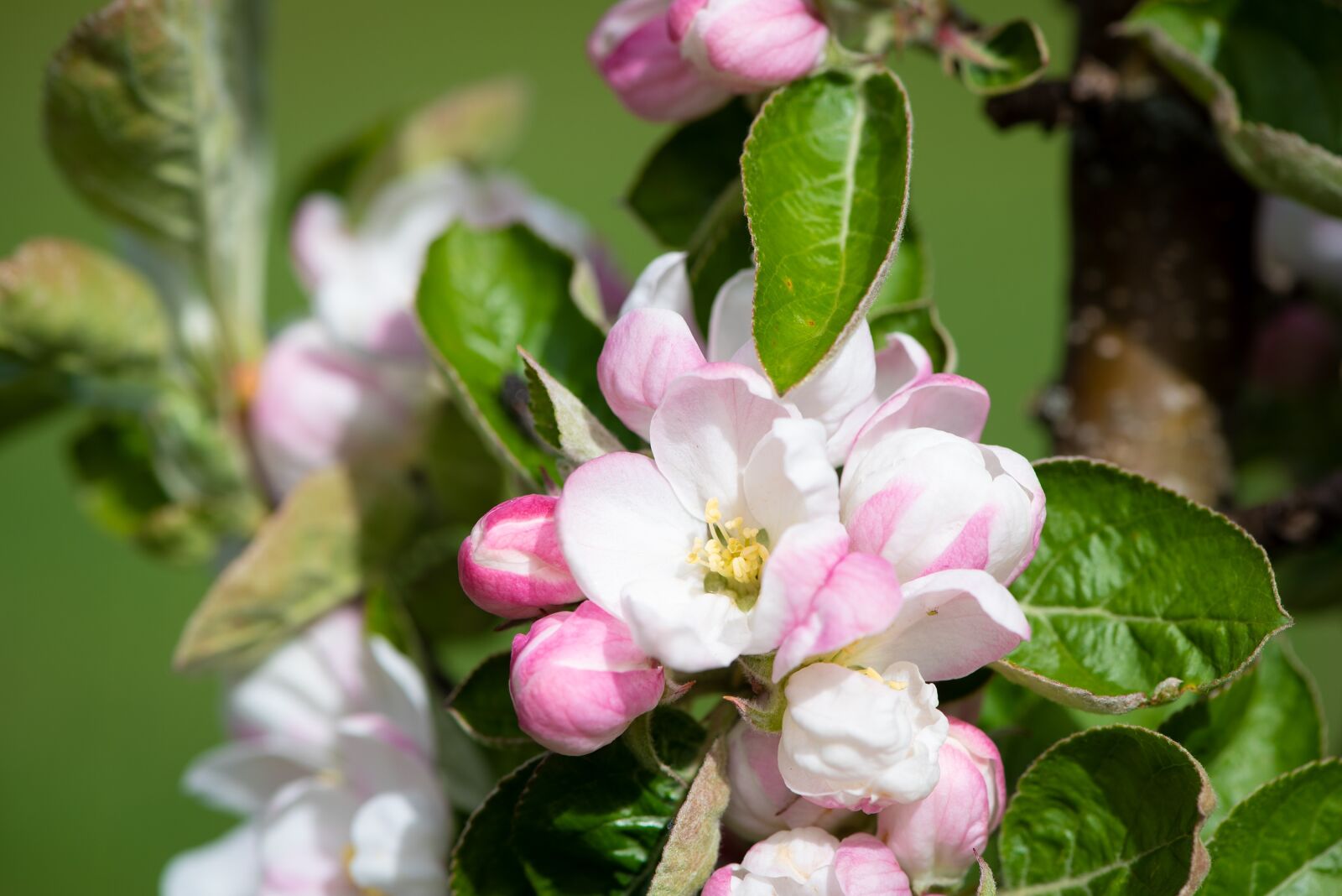 Nikon D750 sample photo. Flowers, white, apple tree photography