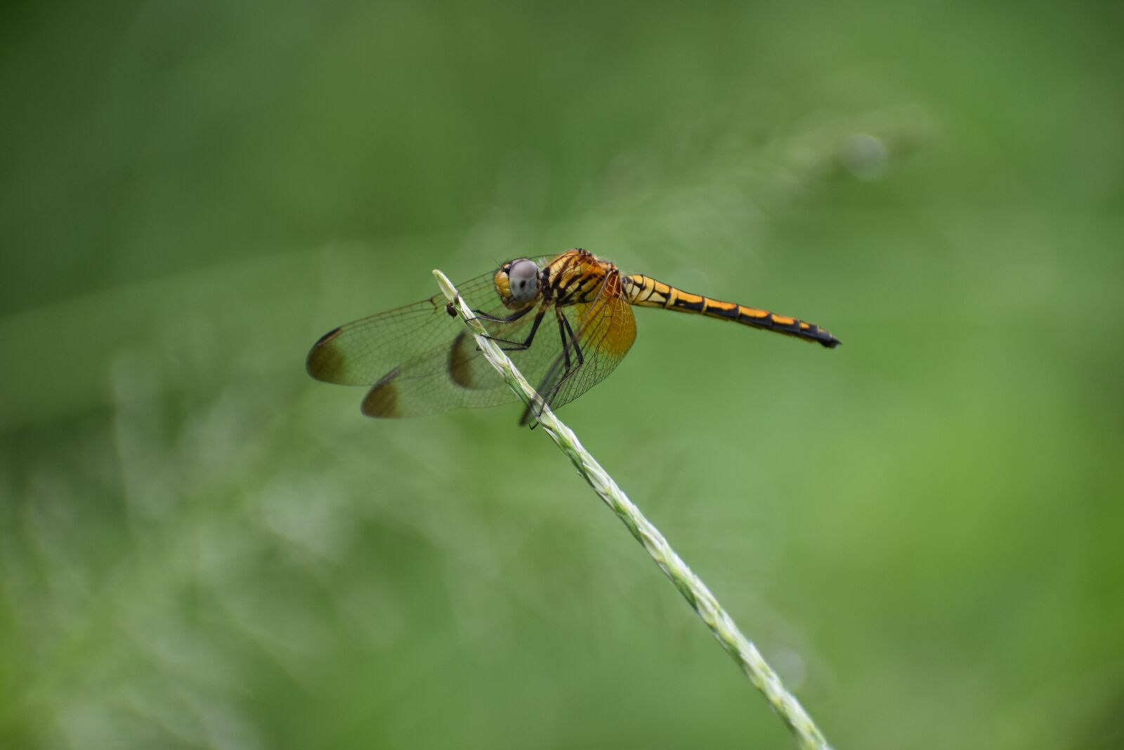 Nikon D3400 sample photo. Dragonfly, wings, insect photography