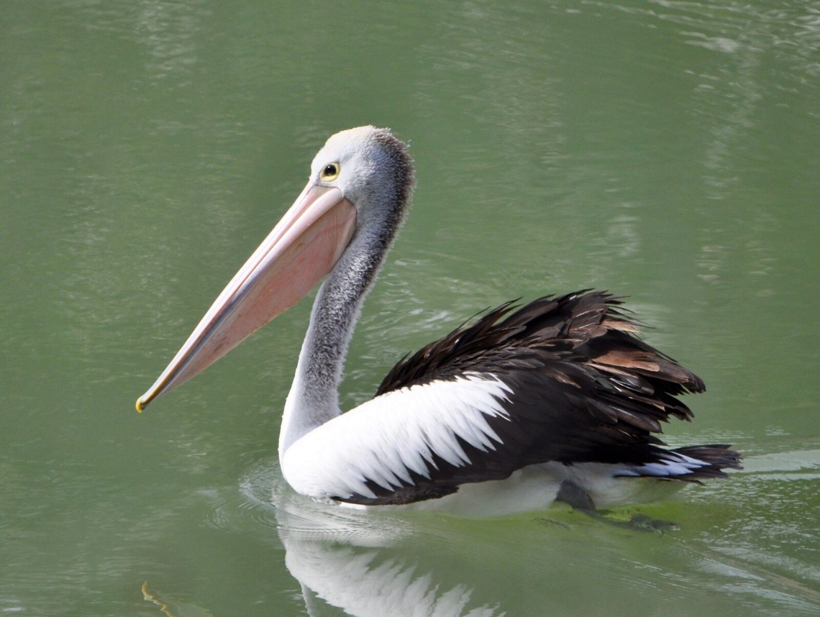 Nikon D5000 sample photo. Pelican, bird, wildlife photography