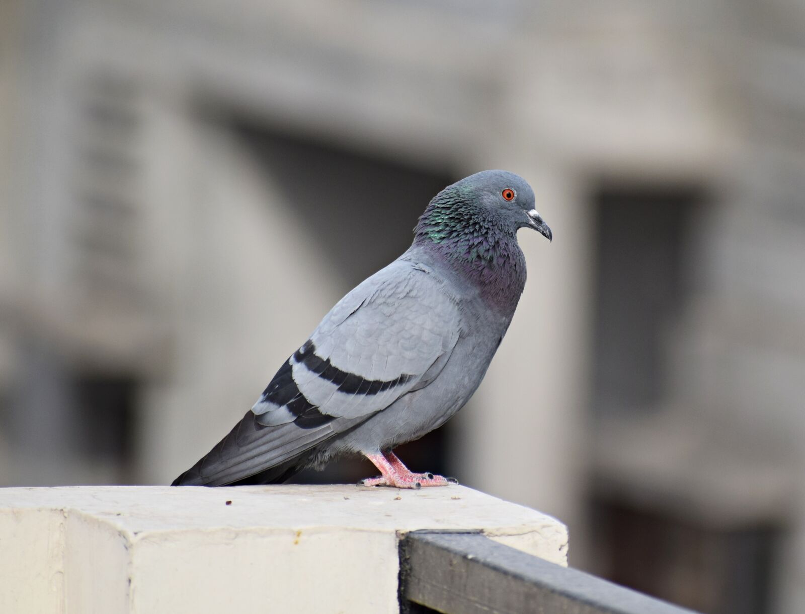 Nikon D3300 sample photo. Pigeon, bird, dove photography