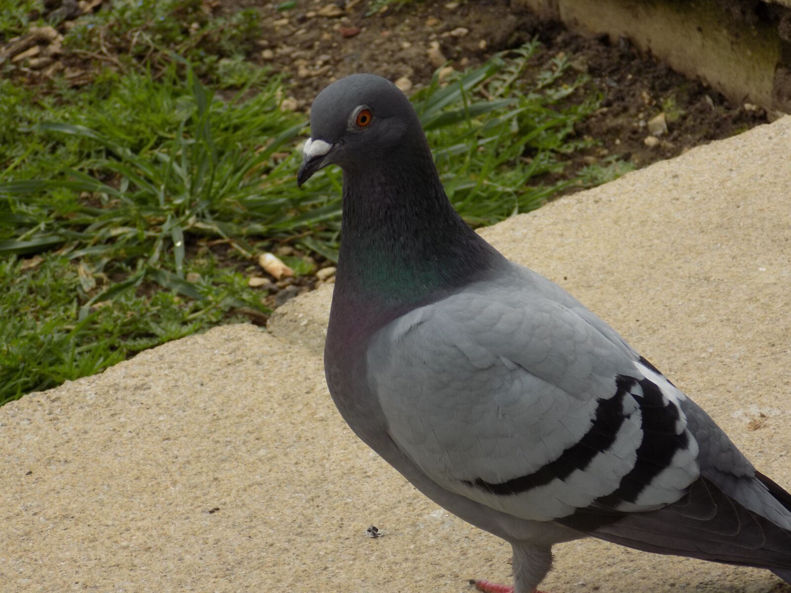 Nikon COOLPIX L340 sample photo. Pigeon, bird, nature photography