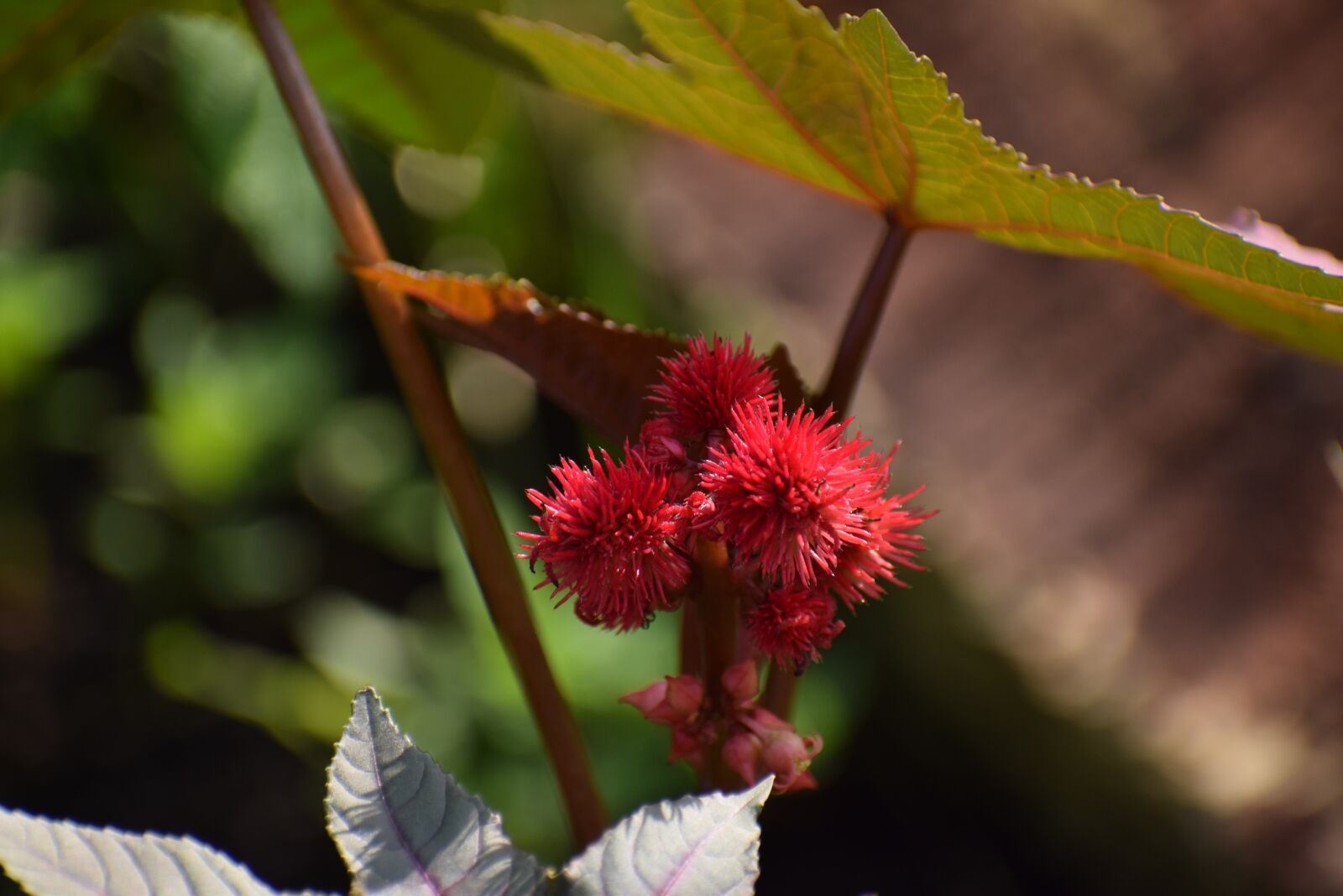 Nikon D5300 sample photo. Garden, summer, flower photography