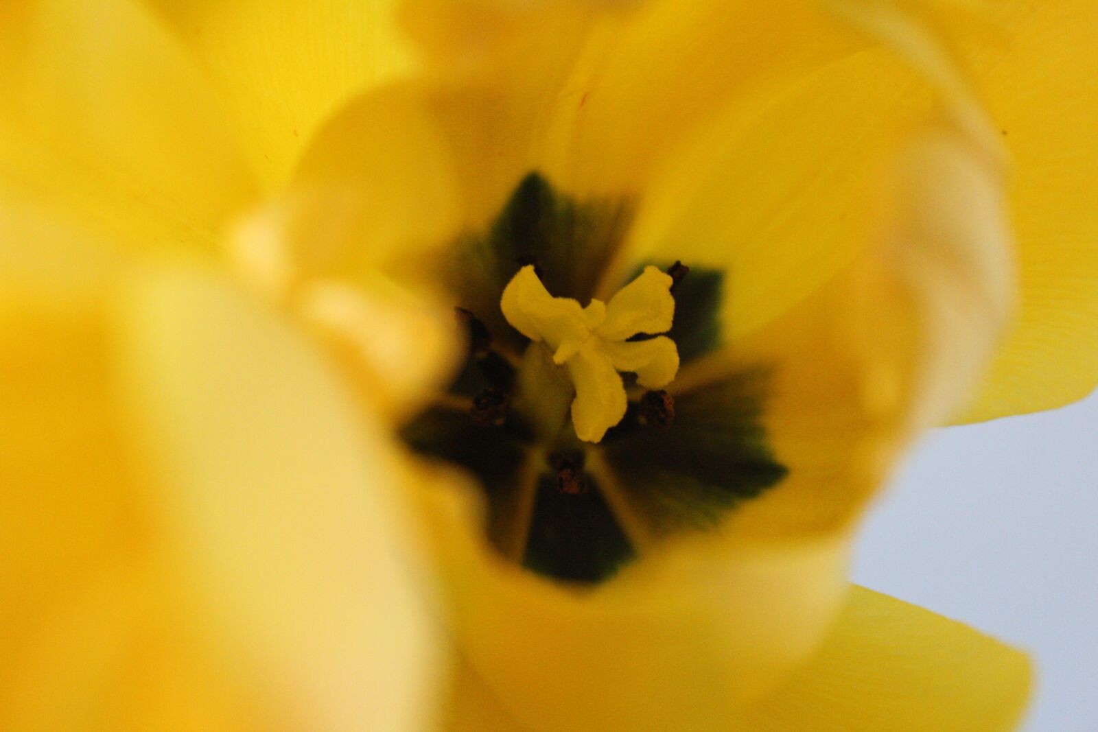Canon EOS 1200D (EOS Rebel T5 / EOS Kiss X70 / EOS Hi) sample photo. Tulip, yellow, inside photography