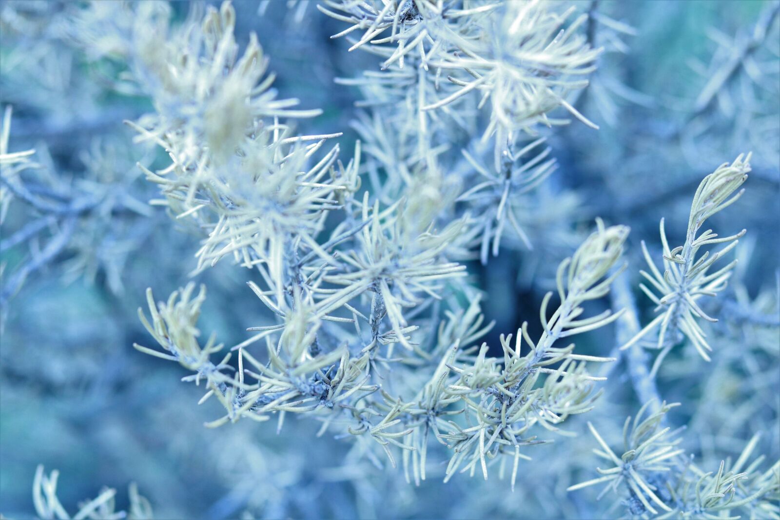 Canon EOS 750D (EOS Rebel T6i / EOS Kiss X8i) sample photo. Nature, plant, truth photography