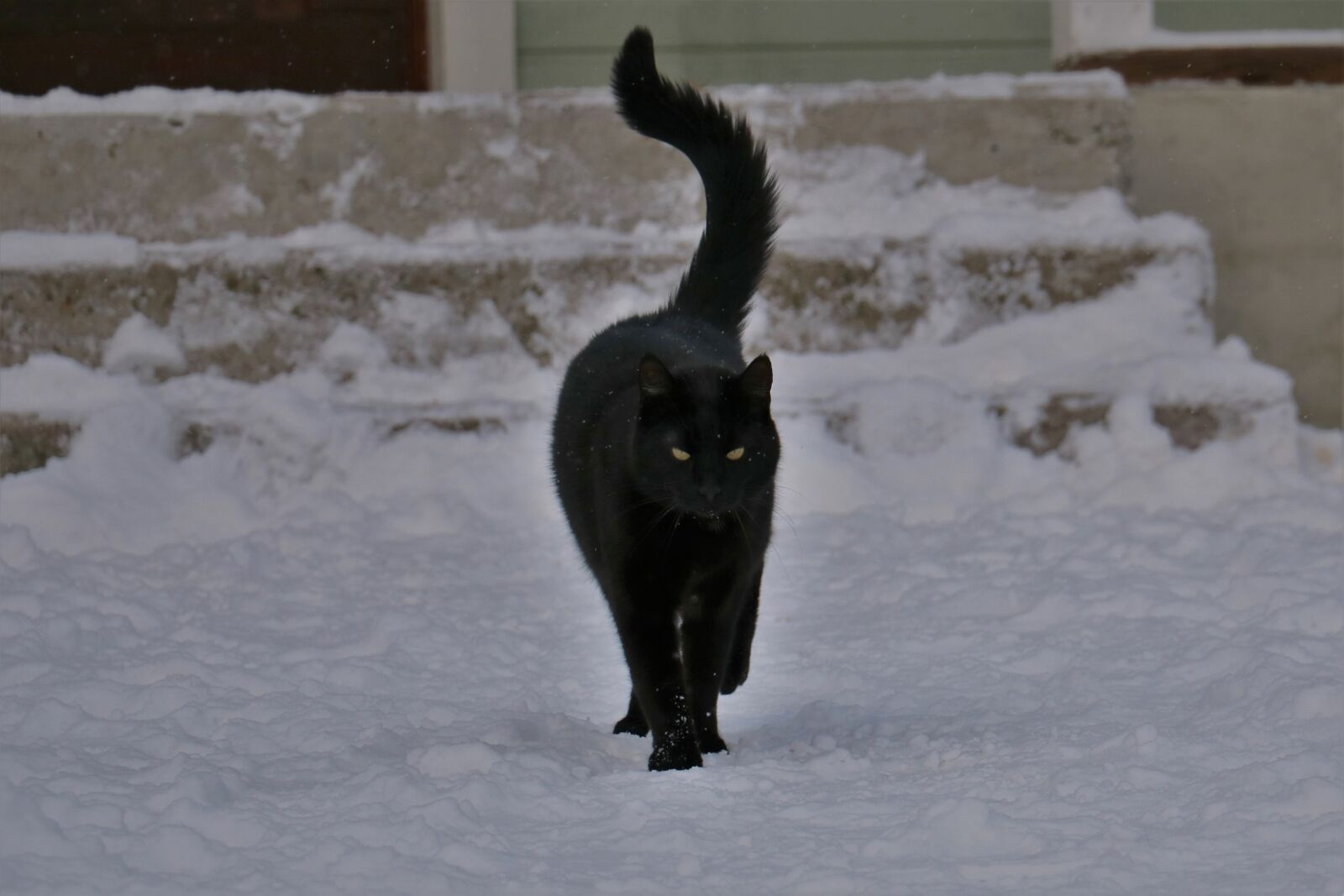 Canon EOS 750D (EOS Rebel T6i / EOS Kiss X8i) sample photo. Cat, winter, finnish photography