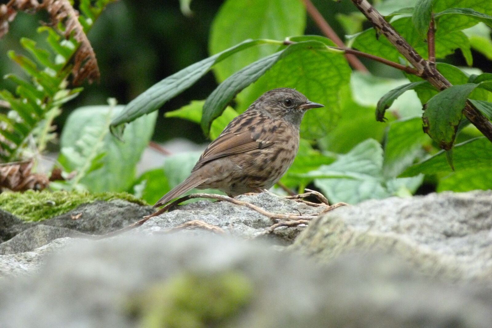 Panasonic Lumix DMC-FZ40 (Lumix DMC-FZ45) sample photo. Bird, dunnock, brown photography