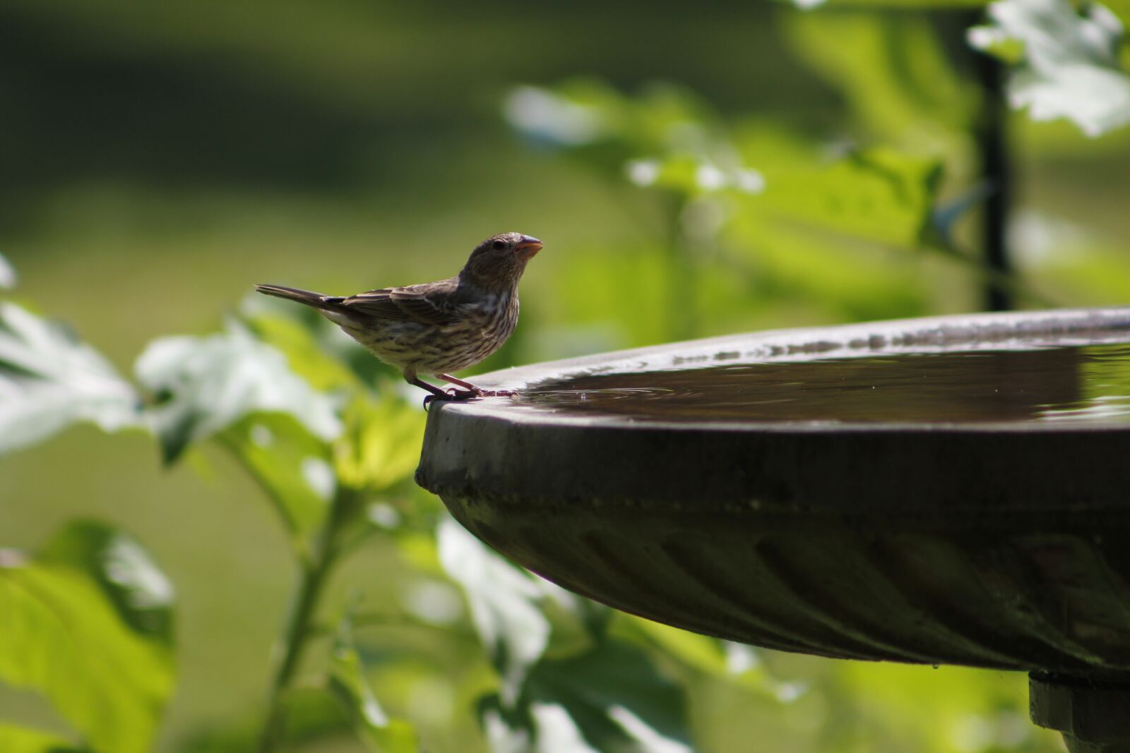 Canon EOS 550D (EOS Rebel T2i / EOS Kiss X4) sample photo. Bird, sparrow, nature photography