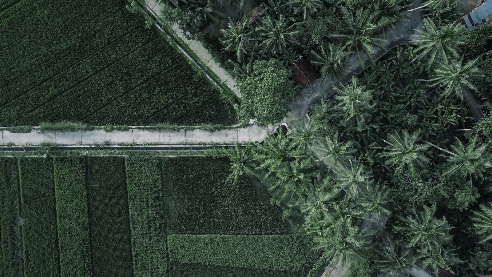 DJI FC220 sample photo. Field, afternoon, agriculture photography