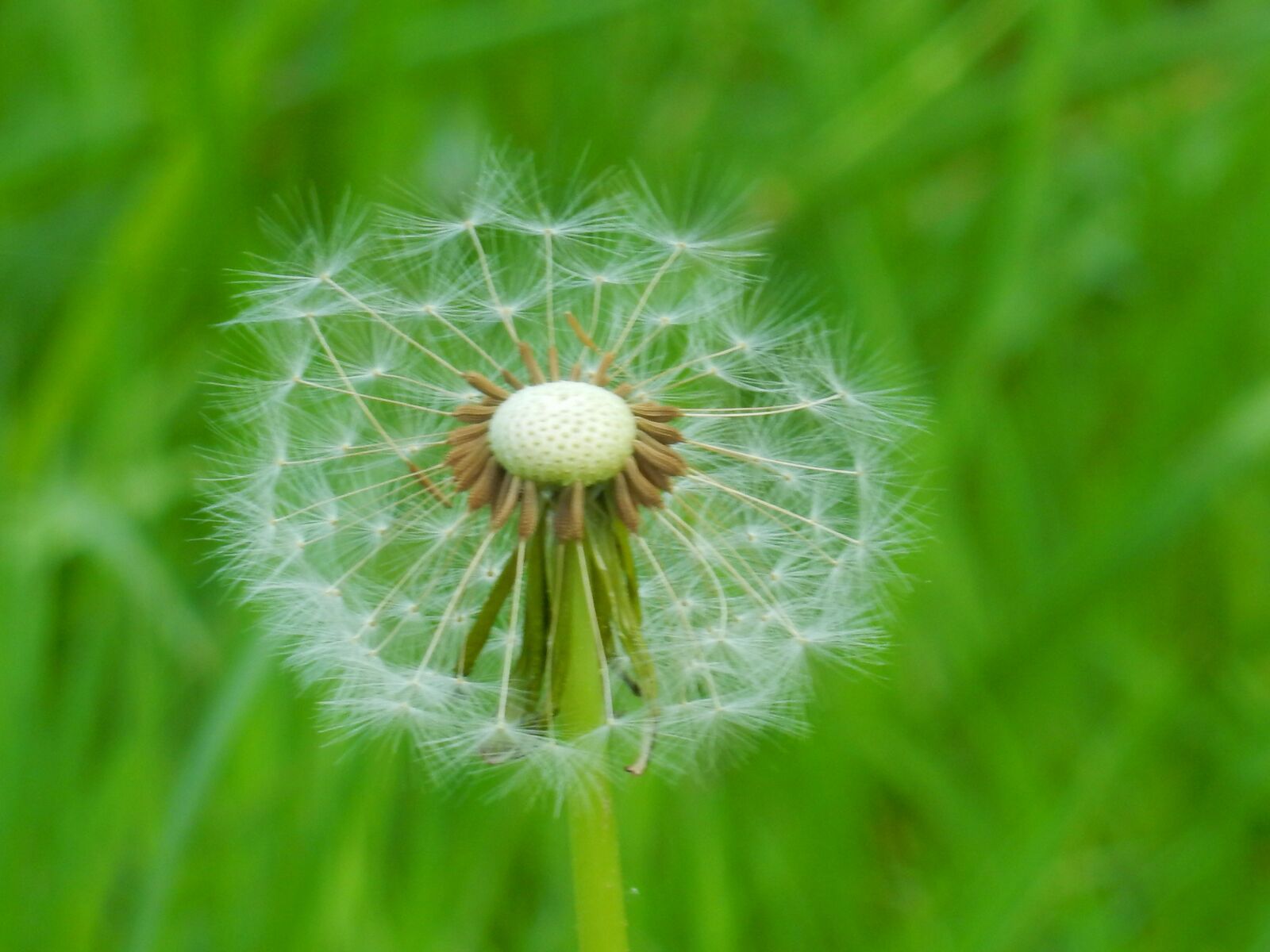 Nikon Coolpix S9900 sample photo. Flower, of, spring photography