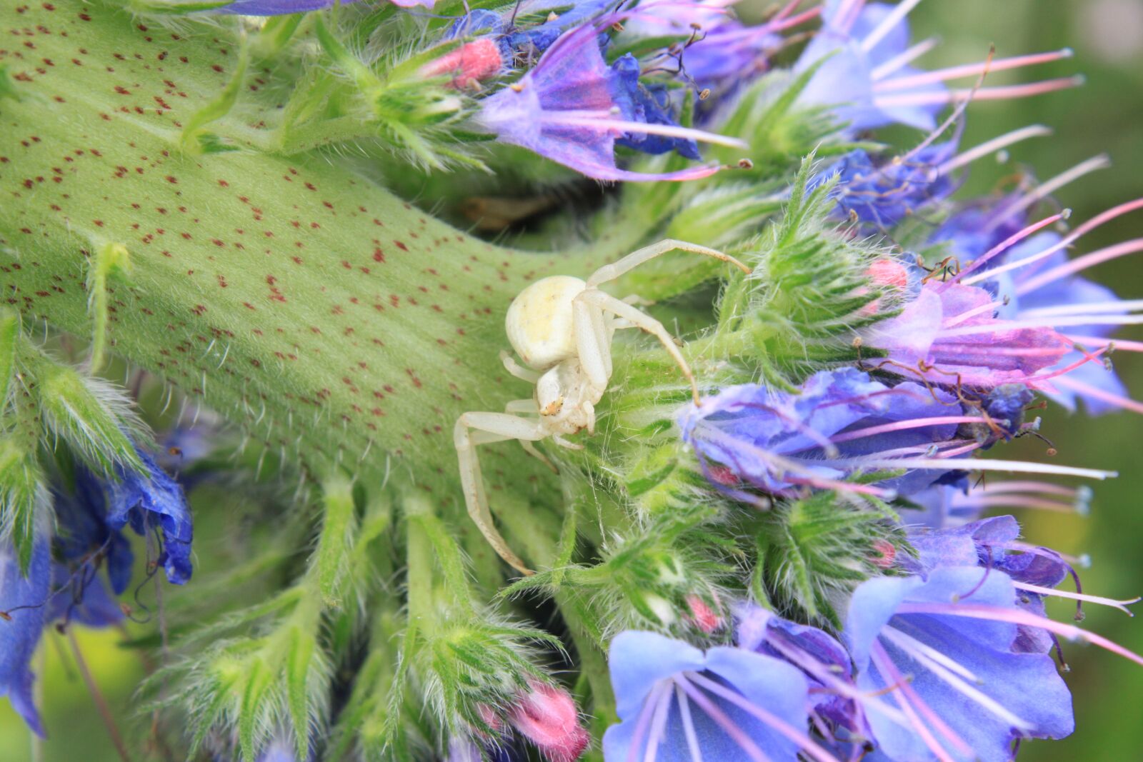 Canon EOS 500D (EOS Rebel T1i / EOS Kiss X3) sample photo. Blue, close-up, crab photography